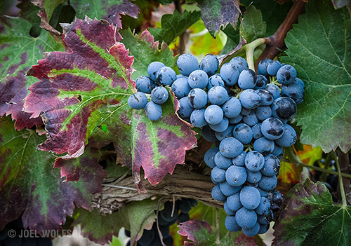 Joel Wolfson Photography Villages of Sicily Photography Workshop and Really Fun Tour turn-key inclusive package for non-photo travel companions food wine lodging private drivers guides locals