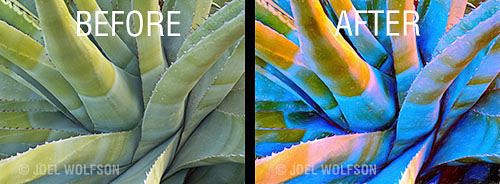 Here I turned an Agave photo into a an image that looks like it was done with colored pencils and pastels on textured paper.