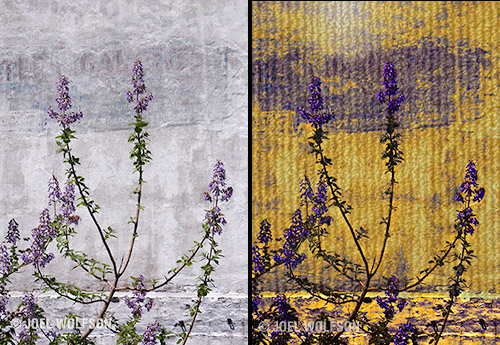 Here's a before (left) and after (right) where I started in ReStyle. In ReStyle, a really fun plug-in, you can choose your color palette so I used it to get vivid purple and yellow. Then I hopped in to Texture Effects and used a Texture layer to create the corrugated metal look for the wall and a Light Leak layer to make it look like a spot of sun reflected on the wall. I used the masking available in each layer to isolate it. In the end only two layers plus a Basic Adjustment layer and a few minutes to make this image.