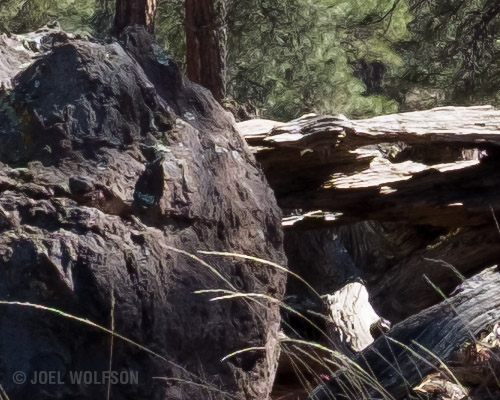 100% view showing other types of fine detail and texture such as the rocks, dead wood, and grass