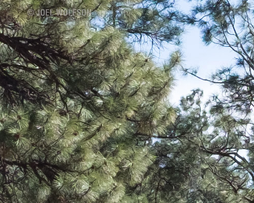 This is a 100% detail (orange box above) from my test scene using Lightroom to process the raw X-Trans file. Notice how it renders the pine needles like worms or perhaps impressionist brush strokes. Compare this to the conversion using Iridient Developer from the very same raw file.