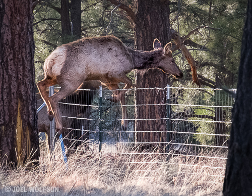 I really didn't have very high expectations for auto focus speed and focus tracking but was pleasantly surprised by the X-Pro2. Not only did it track the elk jumping the fence but it will shoot at 8 fps and has a large buffer for bursts of this type. 200mm (300mm FF equiv) f10, 1/320 sec. 