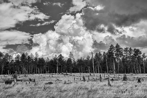 I sometimes take my workshop participants to the sites of old fires because of the nice juxtaposition of the snags and new growth. It's especially nice for black and white. This was also during our rainy ("monsoon") season. The clouds started building earlier in the day than usual so I was treated to some really nice clouds in the sky that 