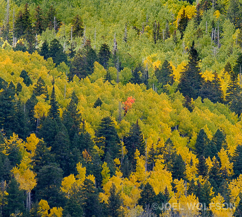 It was early in the morning on a cold, wet fall morning. I had planned to shoot the mountains and fall color reflected in a pond. The conditions just weren't working so I was scanning the horizon and saw this lone red aspen off in the distance. It was quite far away so I used my Fujinon XF 100-400mm f4.5-5.6 with the 1.4X teleconverter. I used what I call a mental crop (because it's in my mind's eye) as it seemed to be a naturally square composition ehich isn't an option on this camera. I shot this at 560mm (Full Frame equivalent = 840mm) Naturally I was using the EVF and to help aid in visualizing color I used the Velvia film simulation in camera.