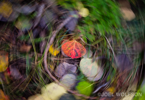 Sometimes in the fall the best images are right at your feet, literally. I had just watched a leaf spiral to the ground. I wanted to convey the feel of being atop that leaf. The technical part of accomplishing this was to use a slow shutter speed (1/15 sec.) and spin the camera just enough to get the feel of the motion while keeping the red leaf centered and sharp. For this I used the LCD on the back of the camera for viewing so I could grip the camera on both sides to have the best control of the purposeful motion. I used the XF 18-55mm f2.8-4 at 55mm. I shot at f16 to maximize depth of field as I was shooting fairly close to my subject. Because of all the color I used the Velvia setting in camera for a quick previe. I also used Velvia camera calibration in Lightroom when processing the raw file.