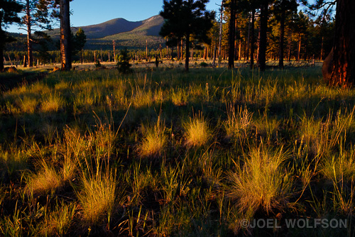 Sunrise at the same site of an old fire as the black and white above. The morning sweet light on clumps of grass made for a great foreground to tell the story of regrowth against the background of charred stumps and then behind them, more green forest in the background mountains. I used both the OVF and EVF on the X-Pro2, handheld, with Velvia film simulation, both for viewing and applied to my raw file in Lightroom. XF 18-55mm lens, 18mm (FF = 27mm) 1/160 sec. f8.0, ISO 1250.